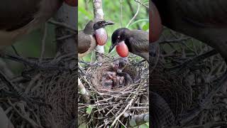 Download lagu Kejadian Mengejutkan di Alam Liar: Ular Menyerang Sarang, Burung Pemberani Bereaksi Seketika mp3 Download lagu Kejadian Mengejutkan di Alam Liar: Ular Menyerang Sarang, Burung Pemberani Bereaksi Seketika mp3