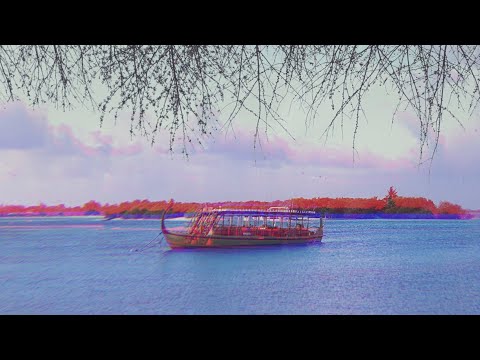 Digital Flock - They Speak in Tongues (Full Album Stream)