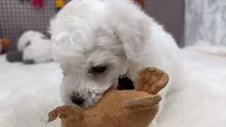 ビションフリーゼの動画01