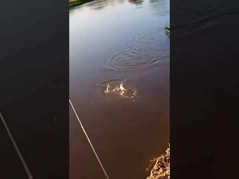 dorado chico en río las toscas