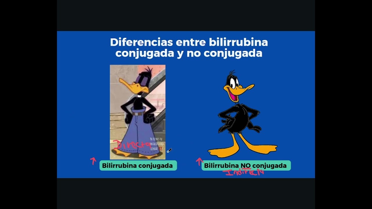 Metabolismo de la bilirrubina