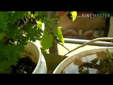 My garden all plants in my house 😍