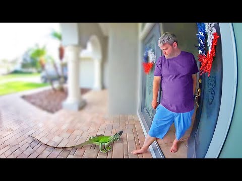 The Best Doorbell Videos Ever