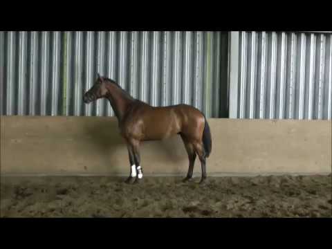 Now or Never v. Nekton - Contender- Lavall- Fernando- Ladykiller xx