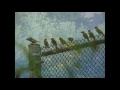 Community Garden Video