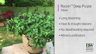 Rockin Deep Purple Salvia…and a hungry hummingbird!