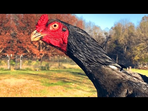 Fighting chickens of Japan — Shamo