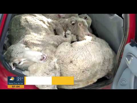 Ovelhas são encontradas amontoadas dentro de carro em Barra do Quaraí  Rio Grande do Sul  G