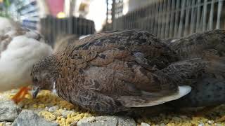 Pet king quails