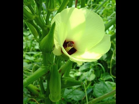 Okra: Fertilizing & Mulching
