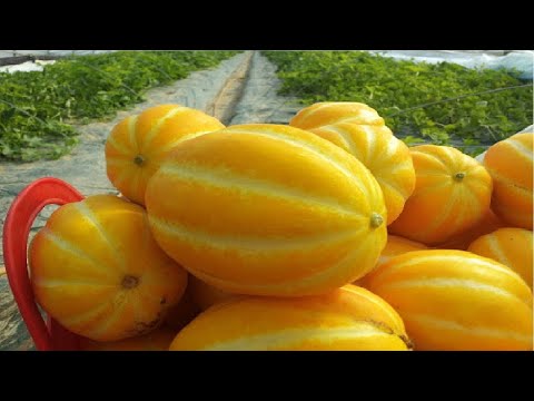 Gold Melon Cultivation - Asian Gold Melon Farm and harvest and Packing