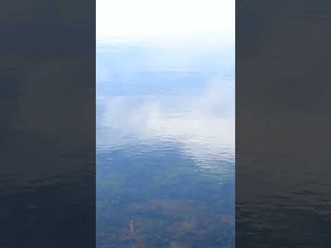 Last of the berries #summermemories #naturelovers #calmingnature #Oregon #lakeside #wildberries