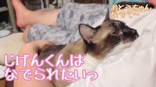 ゲーム中の飼い主 VS かまってほしいネコ