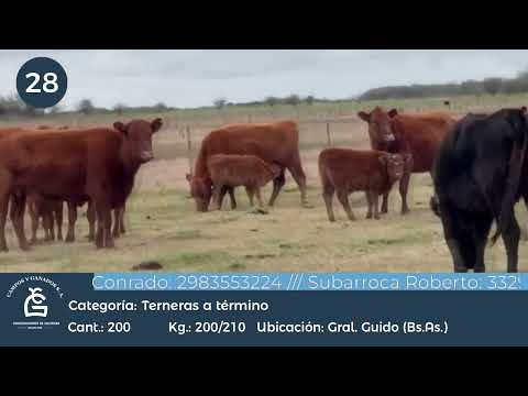 Lote Hembras a término - Gral Guido Bs As
