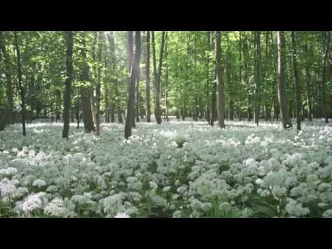 God's Word - Genesis 34-37 (Jeff Osburn)