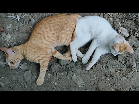 #petlover #petlovers #pet #pets #catvideo #catvideos #cats #cat ‎⁨@Parvinsworld-I8r