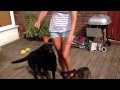 Kazeti Teresa Amber And Her Friend Duke Doing Some Training 9 Weeks Old