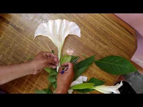 download lagu mp3 mp4 Datura Flower Family, download lagu Datura Flower Family gratis, unduh video klip Datura Flower Family