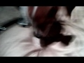 My Coat Is Now Destroyed Thx Dog