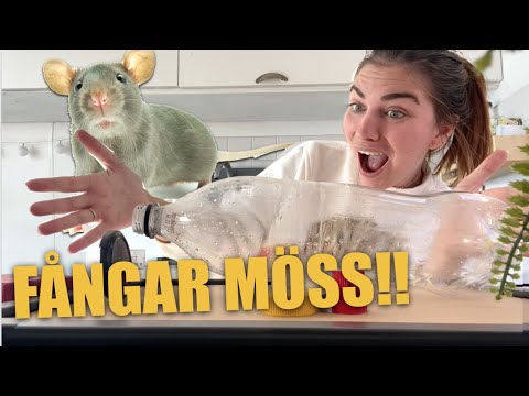 JAG HAR FÅTT MÖSS I BILEN!!