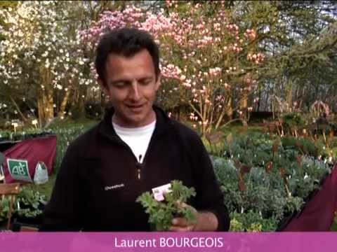 comment traiter geranium