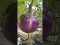 My Vegetables And Flowers