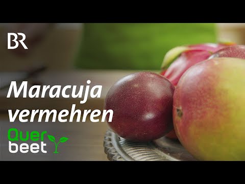 Maracuja vermehren - Tipps von Sabrina