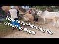 How to Re-hitching the Oxcart in Nepal (bullock cart)
