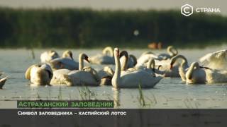 Рыболовная база заповедник в астрахани
