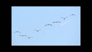 Cranes flying over (Grus Grus) Kraanvogels vliegen over