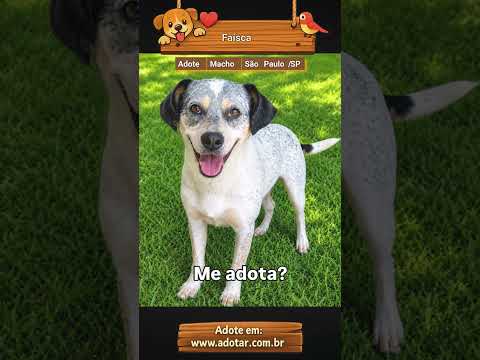 Vídeo de Faísca 