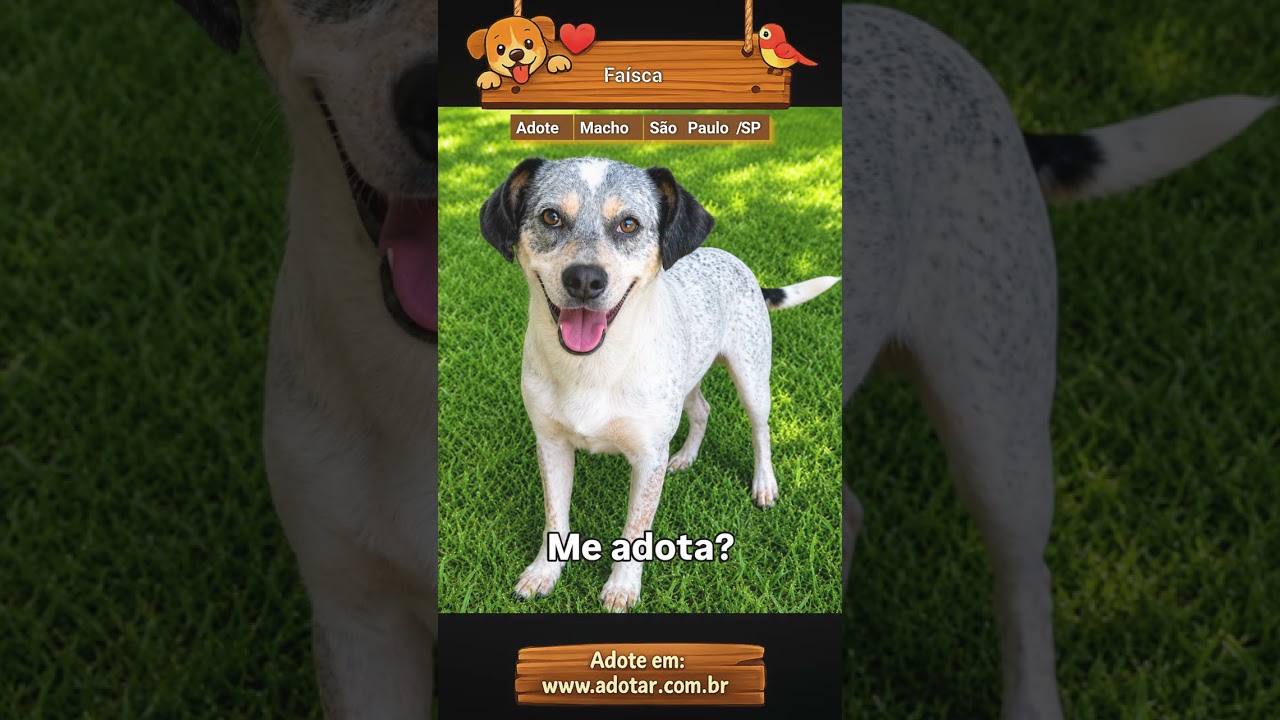 Cachorro raça SRD-ViraLata idade 2 anos nome Faísca 
