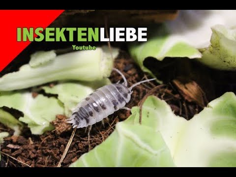 ❌Assel Haltung | Komplettpaket