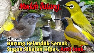 Download lagu SUARA PIKAT BURUNG PELANDUK SEMAK. SOGON. SIKATAN KIPAS. PLECI.. mp3