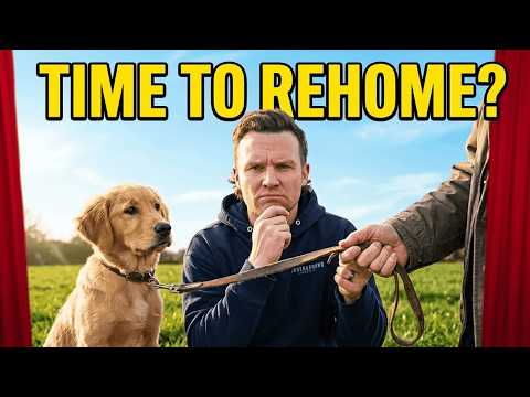 Why Rehoming Your Dog Might Be The Best Option