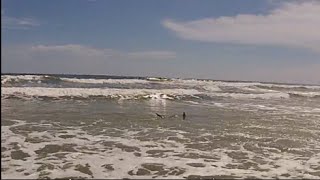 preview picture of video 'Sharks Patrolling Shoreline New Smyrna -  Labor Day Weekend'