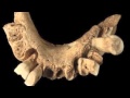 Jawbone - Ready or not