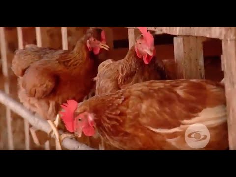 , title : '¿Cómo lograr una dieta balanceada en gallinas ponedoras?  - La Finca de Hoy'