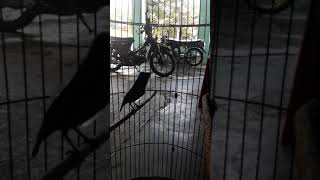 Download lagu Kolibri ninja isian platuk bawang mp3