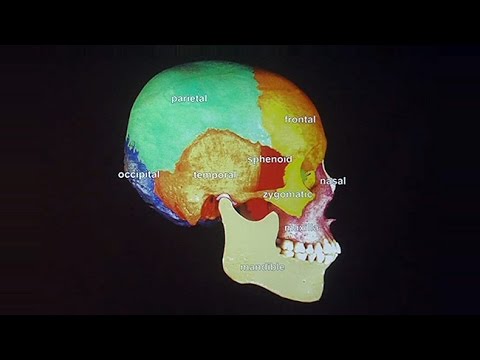 Craniofacial Complex: Unpacking the Intricacies of the Human Skull