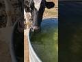 I Am SO Thirsty! #shorts #cow
