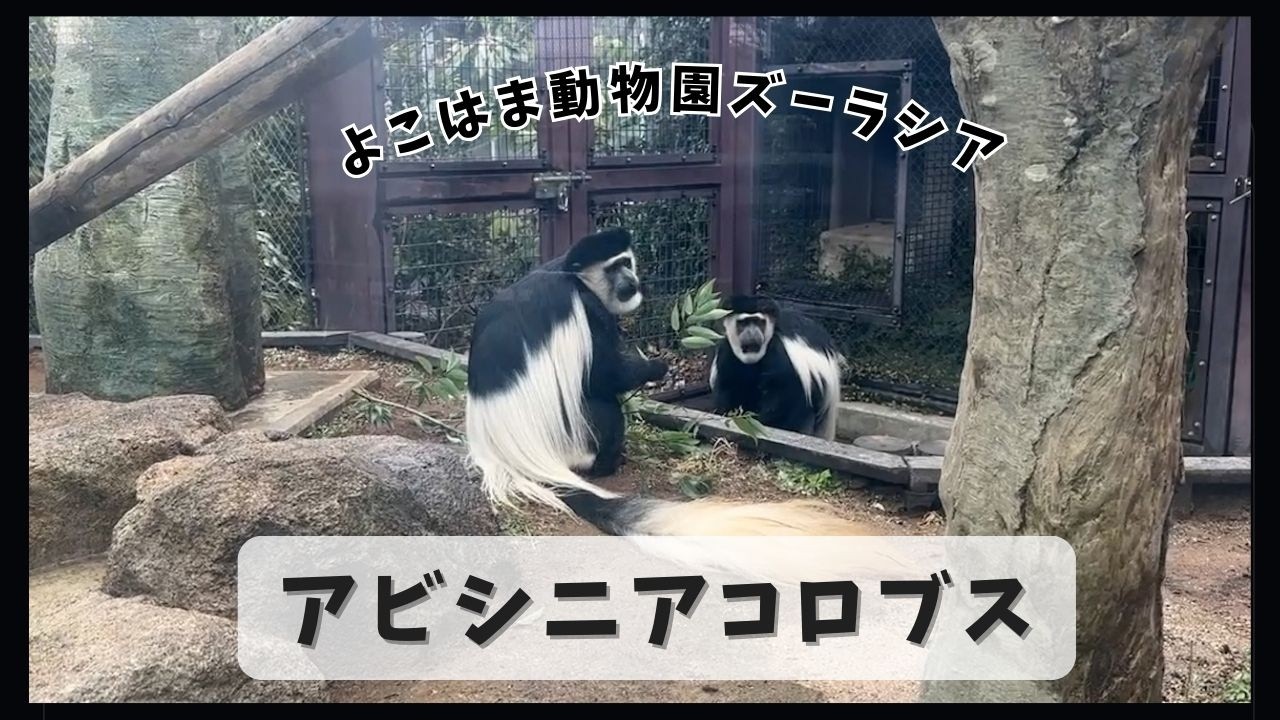 【よこはま動物園ズーラシア】アビシニアコロブス🐵🐵