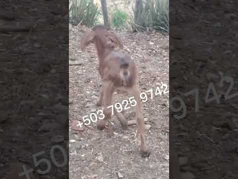 Vaca disponible en, Ctón San Francisquito, San Francisco Gotera, Morazán, El Salvador.