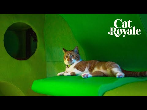Cat Royale: Day Nine