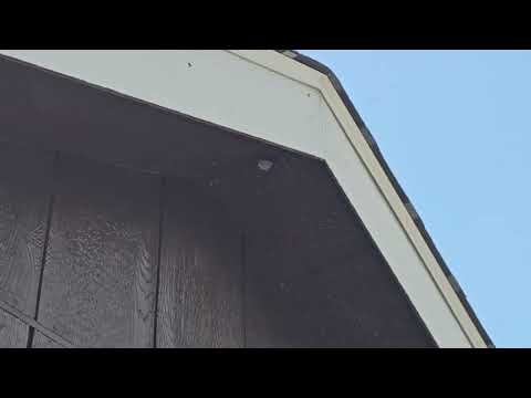 Yellow Jackets Building Multiple Nests on Shed in Hightstown, NJ