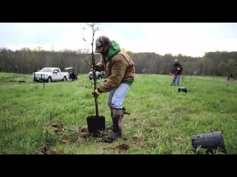 Plan Before You Plant Trees For Wildlife