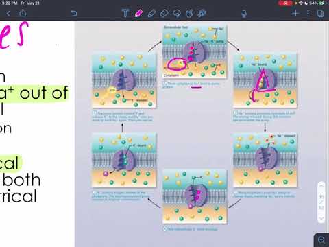 CH3 - Cells: The Living Units - Part 2