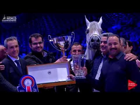 2nd Place  N.102 FUERTE - Paris 2017 - Junior Colts Championship (Class CM11)