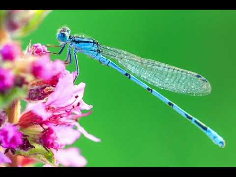 Géabé X GooMar - Multicolores pilules