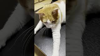 ねことおしゃべりするだけ【猫・ペット動画】#shorts